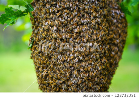 Honeybee Swarm Clustering on a Tree Branch, Natural Bee Colony Formation in Spring 128732351