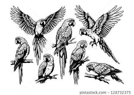 Set of diverse macaw parrot vector illustrations, showcasing various poses and vibrant tropical beauty. Birds. Wildlife Animals. Set of diverse macaw parrot vector illustrations, showcasing various poses and vibrant tropical beauty. Birds. Wildlife Animals. 128732375