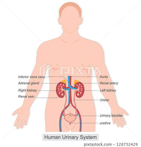 The human urinary system also known as the renal system. 128732429