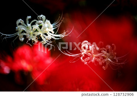 公園裡盛開的蜘蛛百合 公園裡盛開的蜘蛛百合 128732906