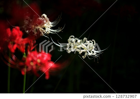 公園裡盛開的蜘蛛百合 公園裡盛開的蜘蛛百合 128732907