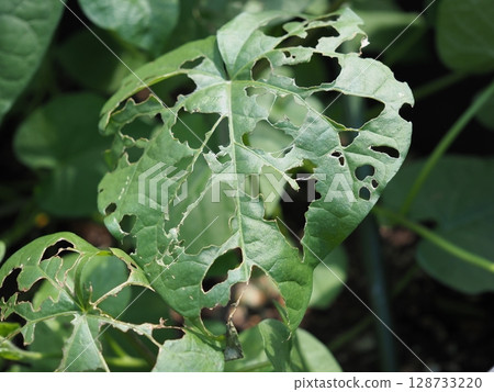 Morning glory leaves eaten by insects 128733220