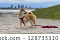Adorable red Shiba Inu dog happily walking on lush green gras 128733310