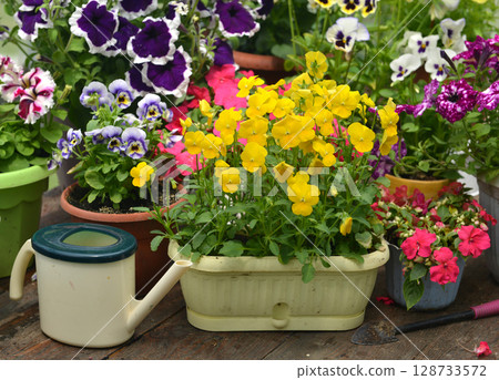 Still life with beautiful potted flowers of petunia and watering can in the garden greenhouse. Spring and summer botanical and farming background with gardening objects, vintage home concept 128733572