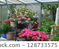 Still life with beautiful potted flowers of verbena and balsam in the garden greenhouse. Spring and summer botanical and farming background with gardening objects, vintage home and retro concept Still life with beautiful potted flowers of verbena and balsam in the garden greenhouse. Spring and summer botanical and farming background with gardening objects, vintage home and retro concept 128733575