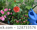 Still life with beautiful flowers of rose and pansy, watering can in the garden greenhouse. Spring and summer botanical and farming background with gardening objects, vintage home and retro concept Still life with beautiful flowers of rose and pansy, watering can in the garden greenhouse. Spring and summer botanical and farming background with gardening objects, vintage home and retro concept 128733576