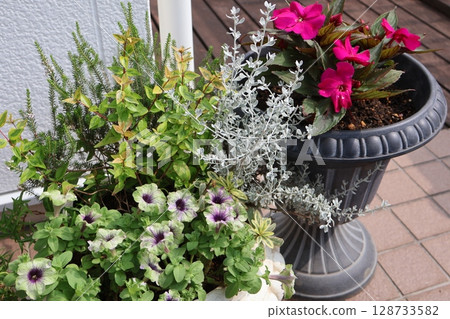 佩妮和太陽耐心 佩妮和太陽耐心 128733582