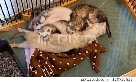 沉睡的雪貂 128733835