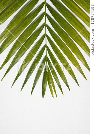 Tropical palm leaf with shadow isolated over a white background. Summer concept 128734198