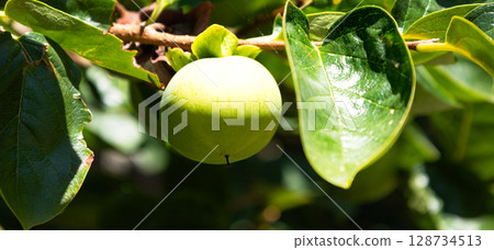 Green persimmons illuminated by the summer sun 128734513
