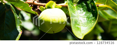 夏日陽光照射下的青柿子 128734516