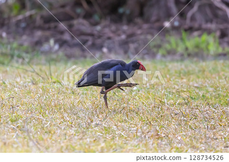 An Australasian Swamphen walking on grass in the sunshine 128734526