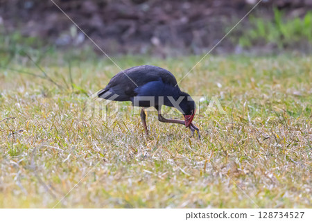 An Australasian Swamphen walking on grass in the sunshine 128734527