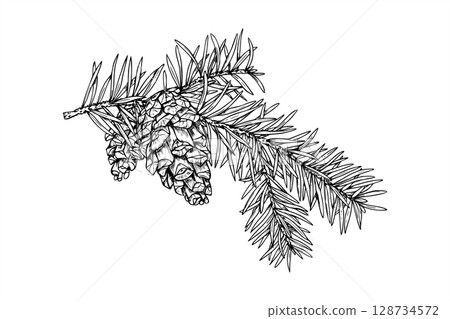 Christmas fir or spruce branch with pinecone monochrome vector illustration painted by black inks. Winter evergreen etching drawing for holiday cards, festive packaging, seasonal decor. 128734572