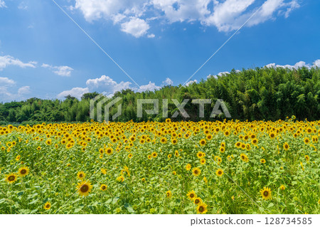 [Tokushima Prefecture] Sunflowers on Zennyuji Island 128734585