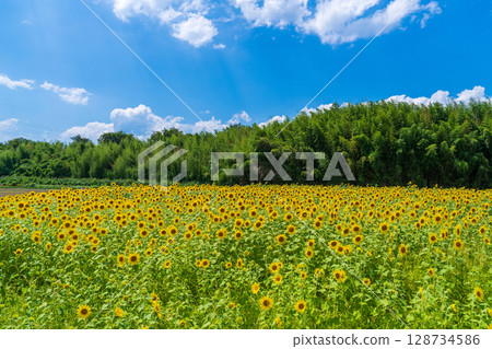 [Tokushima Prefecture] Sunflowers on Zennyuji Island 128734586