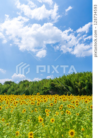 [Tokushima Prefecture] Sunflowers on Zennyuji Island 128734593