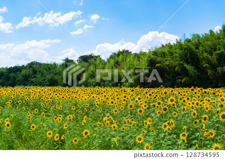 [Tokushima Prefecture] Sunflowers on Zennyuji Island 128734595
