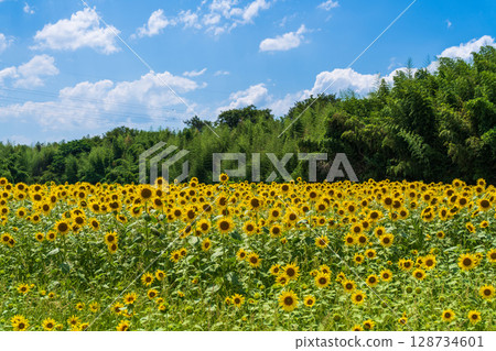 [Tokushima Prefecture] Sunflowers on Zennyuji Island 128734601