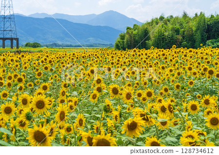 [Tokushima Prefecture] Sunflowers on Zennyuji Island 128734612