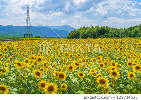 [德島縣] 善入寺島的向日葵 128734616