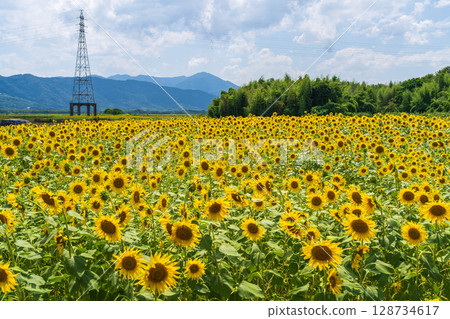 [德島縣] 善入寺島的向日葵 128734617