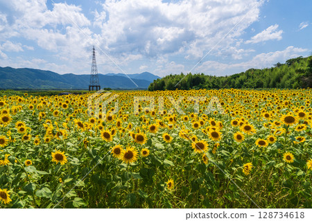 [德島縣] 善入寺島的向日葵 128734618
