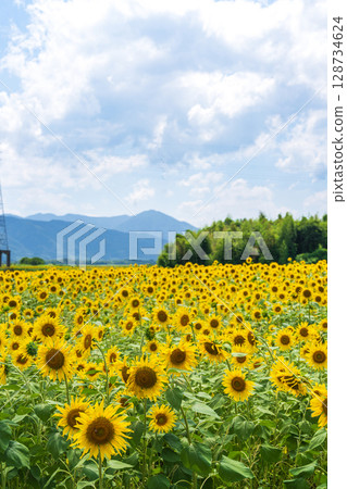 [Tokushima Prefecture] Sunflowers on Zennyuji Island 128734624