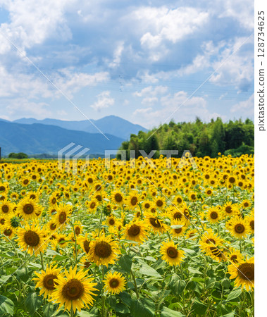 [Tokushima Prefecture] Sunflowers on Zennyuji Island 128734625