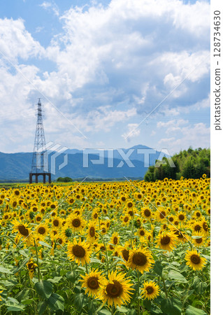 [Tokushima Prefecture] Sunflowers on Zennyuji Island 128734630