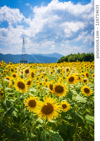 [Tokushima Prefecture] Sunflowers on Zennyuji Island 128734635