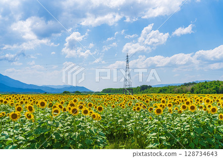 [Tokushima Prefecture] Sunflowers on Zennyuji Island 128734643