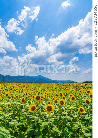 [Tokushima Prefecture] Sunflowers on Zennyuji Island 128734656