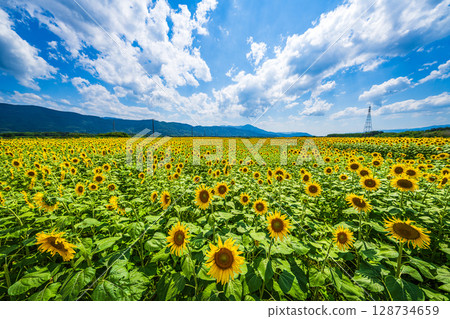 [Tokushima Prefecture] Sunflowers on Zennyuji Island 128734659