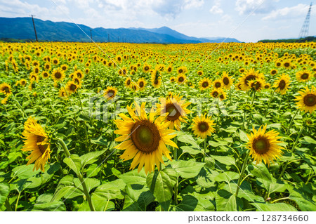 [Tokushima Prefecture] Sunflowers on Zennyuji Island 128734660