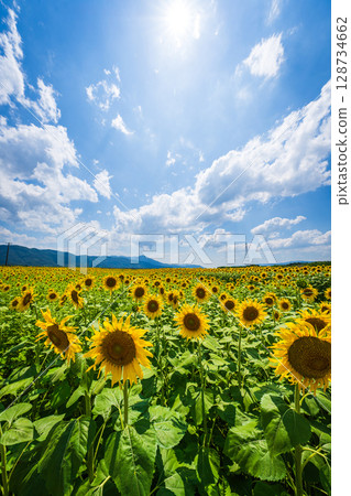 [德島縣] 善入寺島的向日葵 128734662