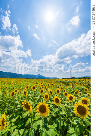[Tokushima Prefecture] Sunflowers on Zennyuji Island 128734665
