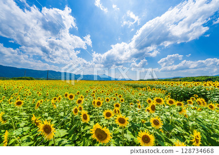 [Tokushima Prefecture] Sunflowers on Zennyuji Island 128734668