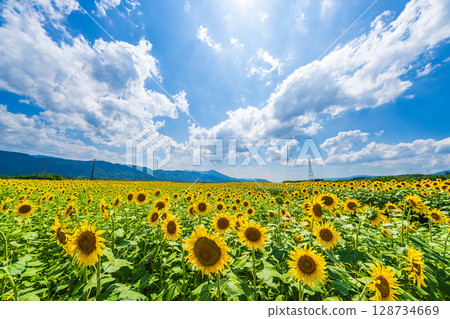[Tokushima Prefecture] Sunflowers on Zennyuji Island 128734669