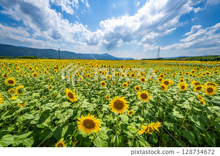 [Tokushima Prefecture] Sunflowers on Zennyuji Island 128734672