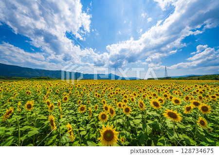 [Tokushima Prefecture] Sunflowers on Zennyuji Island 128734675