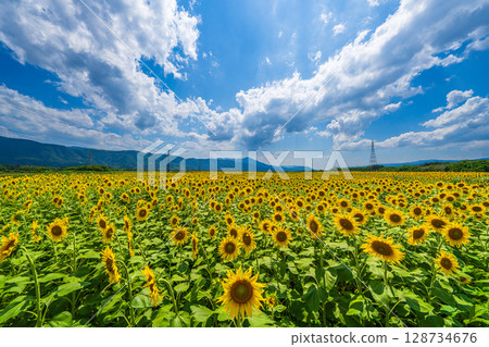 [Tokushima Prefecture] Sunflowers on Zennyuji Island 128734676