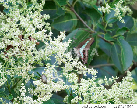 Mosquito of Aosujihaja 128734844