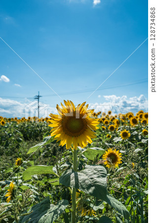 [Tokushima Prefecture] Sunflowers on Zennyuji Island 128734868