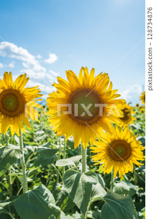 [Tokushima Prefecture] Sunflowers on Zennyuji Island 128734876
