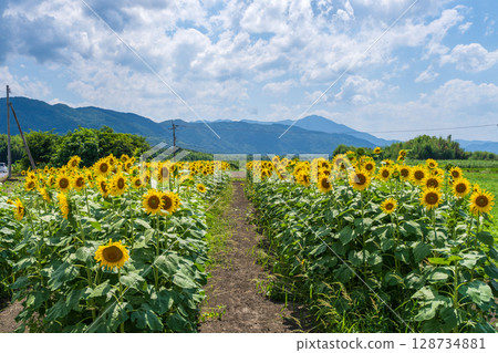 [Tokushima Prefecture] Sunflowers on Zennyuji Island 128734881