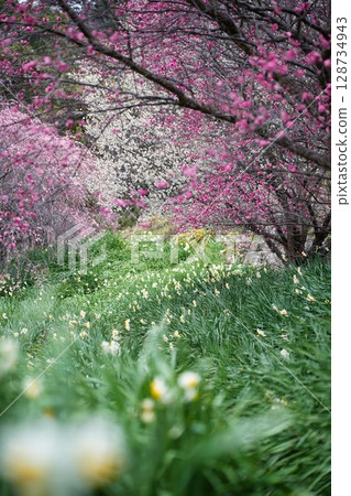 The colors of winter in Daffodil Country The colors of winter in Daffodil Country 128734943