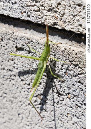 Shorurigata Shorurigata 128735190