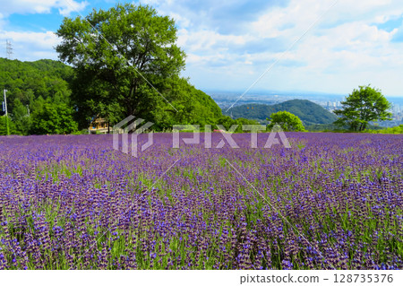 Hokkaido Sapporo City Horomi Rin Lavender 128735376