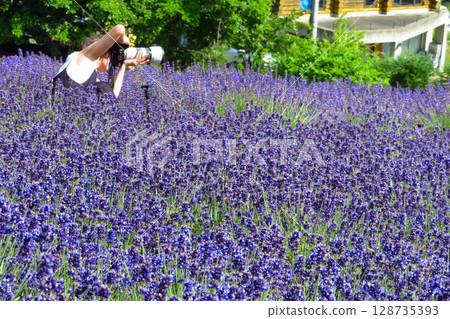 Hokkaido Sapporo City Horomi Rin Lavender Hokkaido Sapporo City Horomi Rin Lavender 128735393